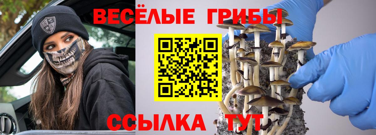 Псилоцибиновые грибы Psilocybe Сарапул